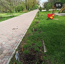Ищите бабку: семь елок украли в ростовском парке им. Чуковского