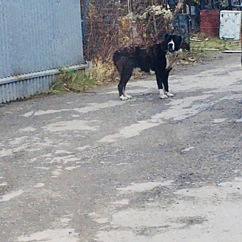 Жители Лианозова могут помочь с поиском хозяев найденного на Дмитровке пса