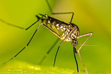 Биолог объяснила появление агрессивных комаров в Подмосковье