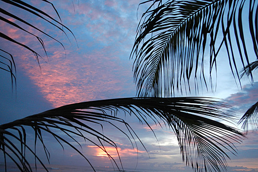 Новогодняя ночь под пальмой подешевела: хозяева отелей раскрыли причину