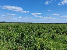 В Смоленской области будут выращивать голубику