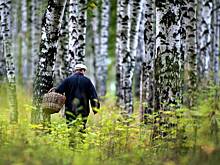 Заблудившийся и проведший четыре дня в лесу россиянин рассказал о спасших его навыках