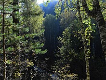 Как и зачем компании инвестируют в лесовосстановление в России