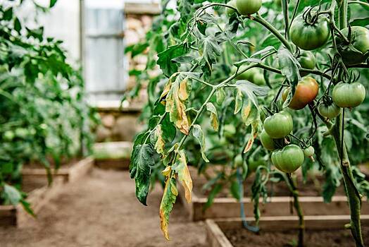 Болезни томатов: описание, фото, лечение, профилактика