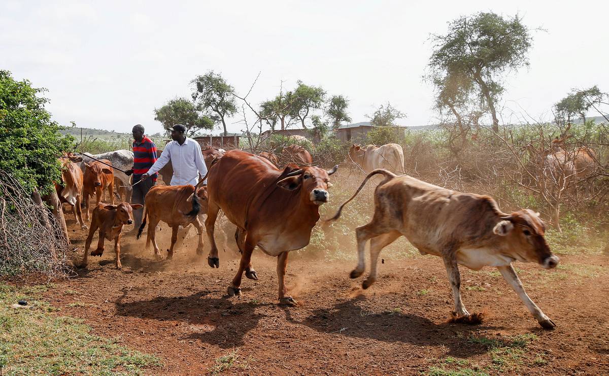 Россия запланировала ввести безвизовый режим с двумя странами Африки