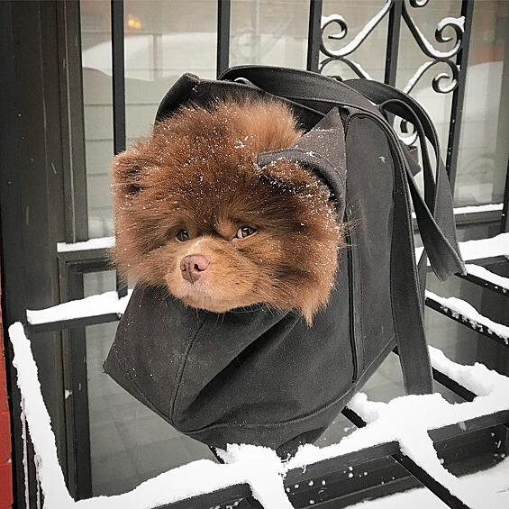 Зимняя прогулка.