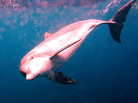 В США засняли розовых дельфинов