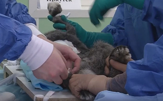 Студенты-хирурги режут кроликов в Новосибирске