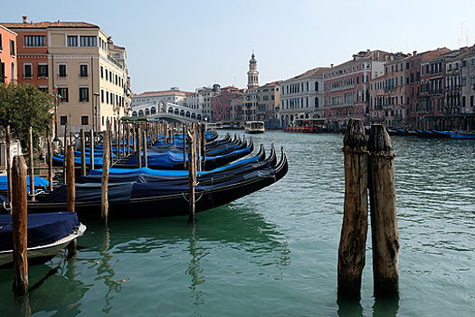 В Венеции в каналах появились дельфины