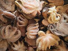 Морепродукты заметно подорожали в России за последний год