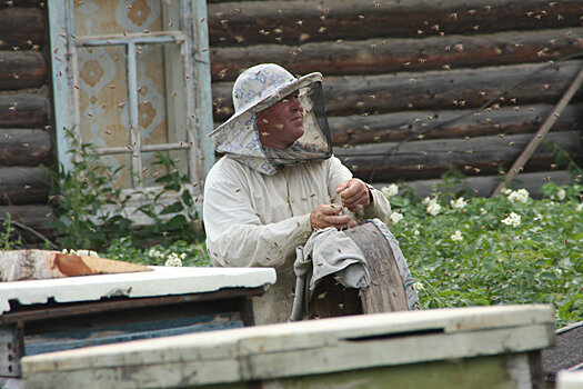 В Зауралье вернули на доработку законопроект о пчеловодстве