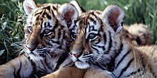Тигрята родились в Карагандинском зоопарке впервые за 15 лет