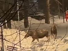 Два взрослых лося вышли к людям на востоке Москвы