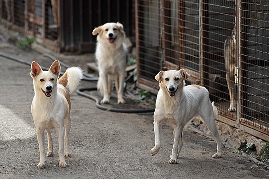 В России сократилось количество бездомных собак и кошек