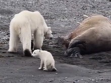 Сонный морж прогнал робкую белую медведицу с медвежонком