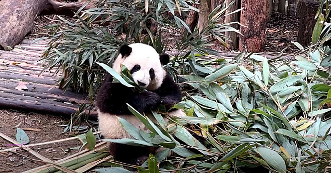 В Китае любовь к пандам дает стимул экономическому развитию