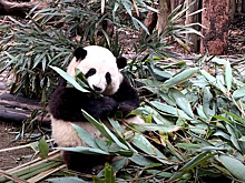 В Китае любовь к пандам дает стимул экономическому развитию