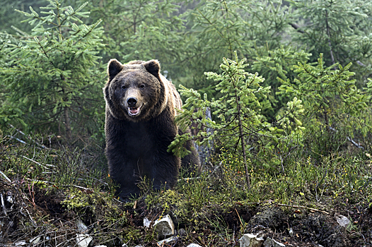 Как спастись от медведя в лесу