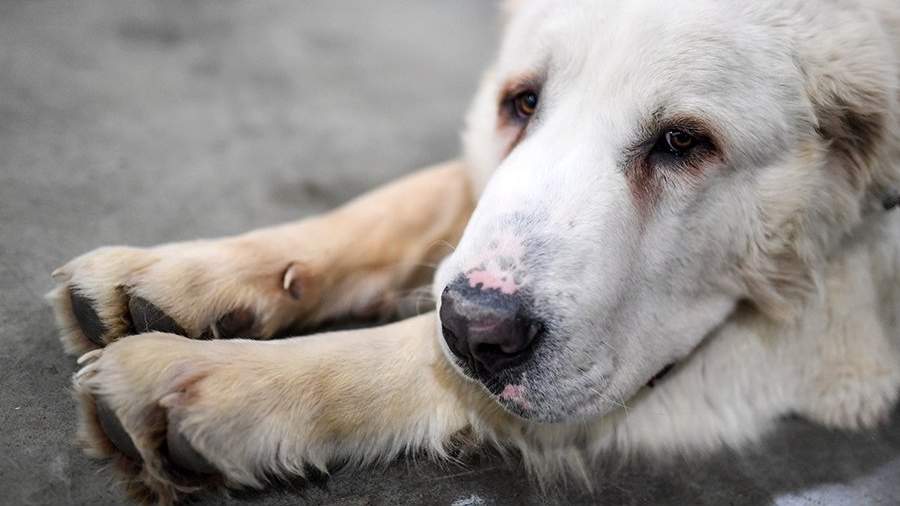 Алабай напал на ребёнка в Шатуре