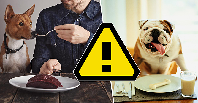 Сырое мясо, кости и другие продукты, которые нельзя давать собаке