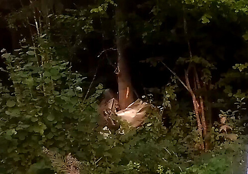 В Ленобласти нетрезвый водитель сбил трех пешеходов