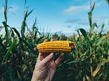 Диетолог рассказала, кому опасно есть кукурузу