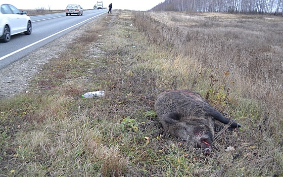 Под Рязанью грузовик сбил кабана