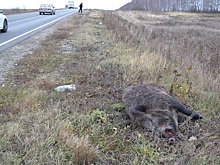 Под Рязанью грузовик сбил кабана