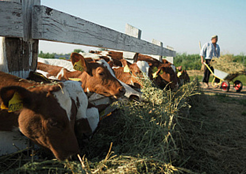 В Подмосковье стартовала программа по реконструкции молочных ферм