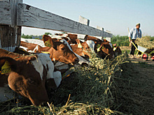 В Подмосковье стартовала программа по реконструкции молочных ферм