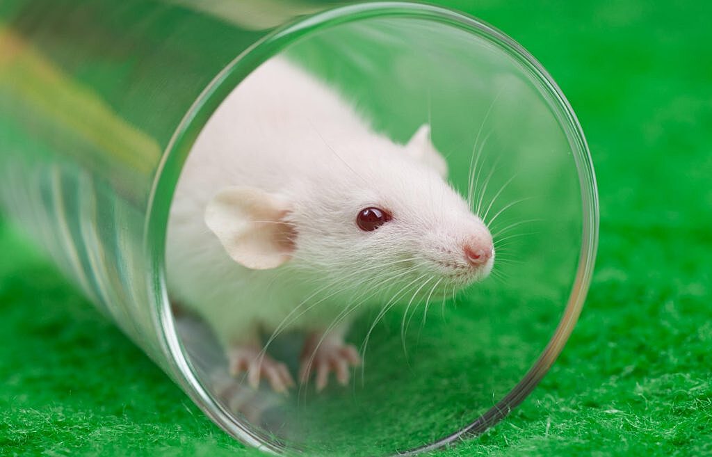 Исследование на мышах раскрыло молекулярную основу глубокого сна