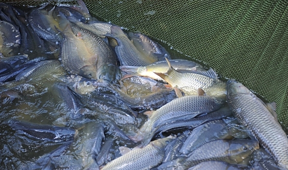 На Волге под Волгоградом задержали браконьера, ловившего сетью рыбу