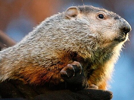 Зимняя спячка закончилась?