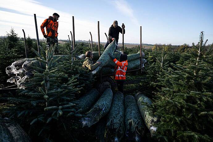 Европейская страна столкнулась с риском остаться без рождественских елок