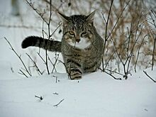 Ямальские депутаты предложили ввести обязательный учет домашних животных