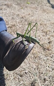 В Оренбуржье в заказнике «Губерлинские горы» обитают редкие степные дыбки