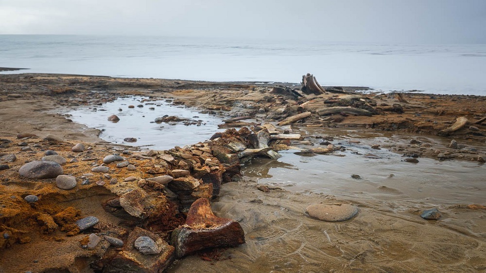 Российские ученые нашли кладбище древних китов на отступившем леднике в Арктике