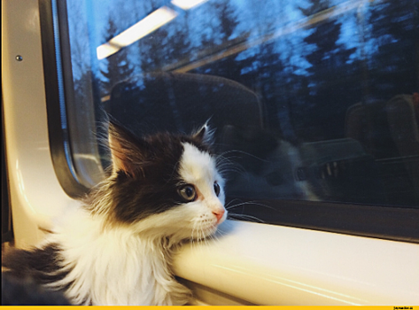 Жители Ноябрьска и Нового Уренгоя могут отправить кошек и собак путешествовать в одиночестве