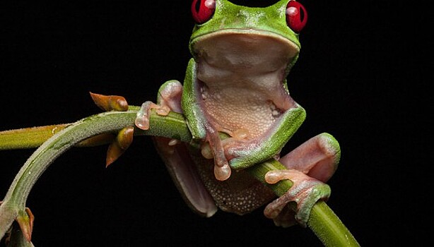 В поисках утраченной лягушки: редчайшие виды удивительных лягушек в фантастических фотографиях