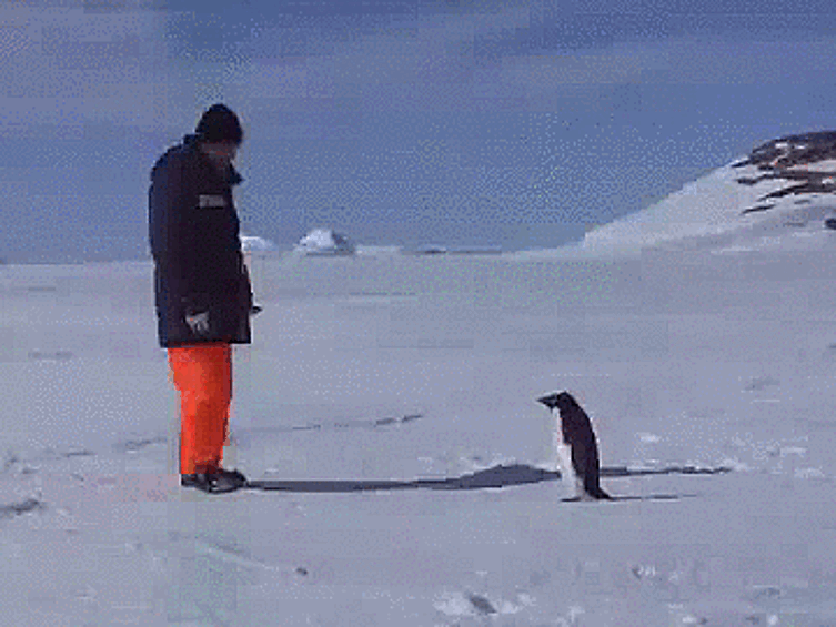 При виде пингвинов падают даже люди!