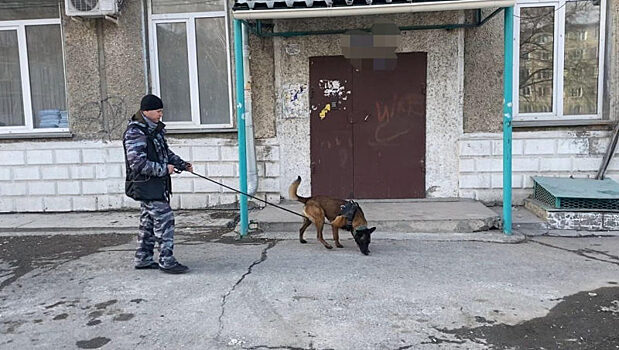 В Ачинске полицейский пес Зигер помог раскрыть кражу 145 тысяч рублей