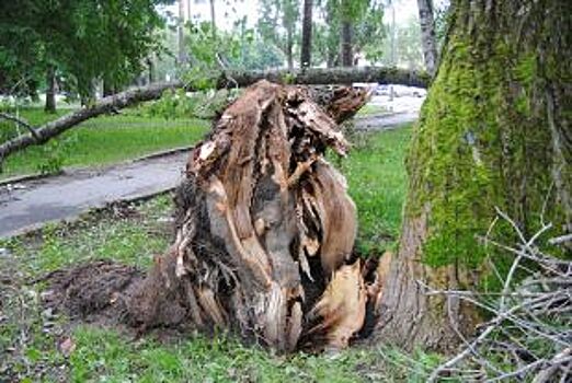 За сутки ветер повалил в Петербурге почти 200 деревьев
