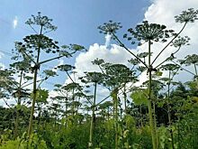 Иностранные комары помогут уничтожить российский борщевик