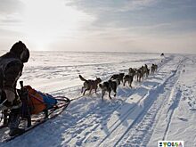Волга Квест 2014: «Мороз был такой, что не выдерживали собаки»