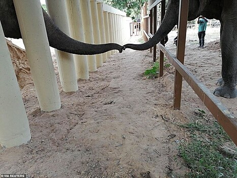 Закрылся адский зоопарк, где жил «самый одинокий в мире слон»