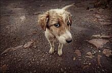 1,5 тысячи бездомных собак могут снова остаться без крыши над головой