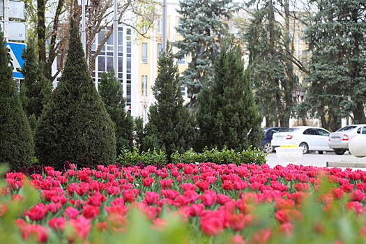 Армавир - цветущий город, входящий в десятку самых красивых городов Краснодарского края