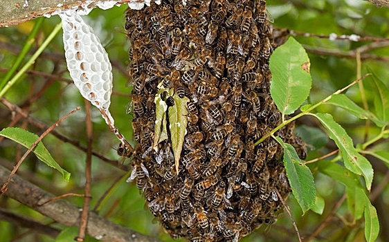 Пчелы образуют «сверхорганизм» для защиты от ветра