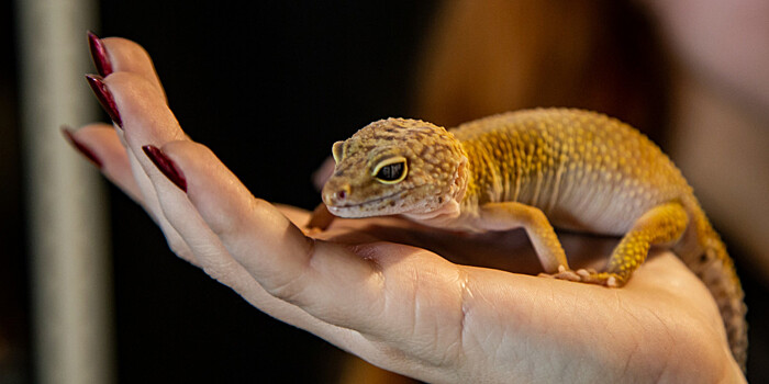 Новый вид гекконов из Индии назвали в честь Джеки Чана