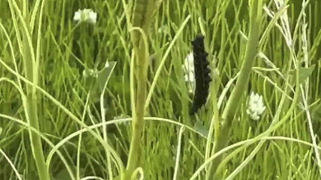 Ноябрьцы сняли на видео нашествие гусениц